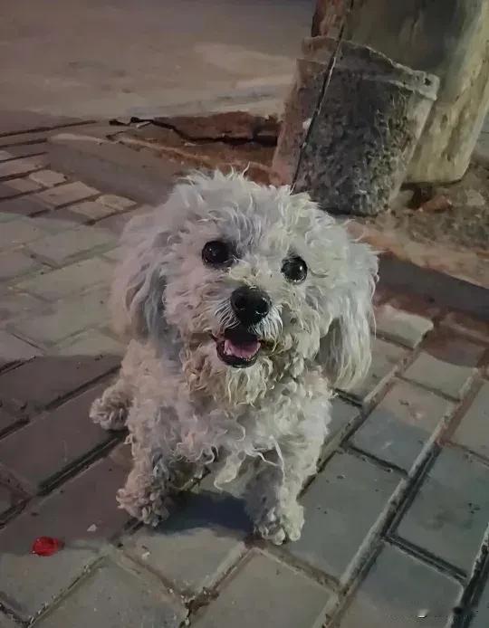 丢失的小狗在街上认出了我，兴奋的往我冲过来。这只小狗是小时候买回来养大的，特别乖