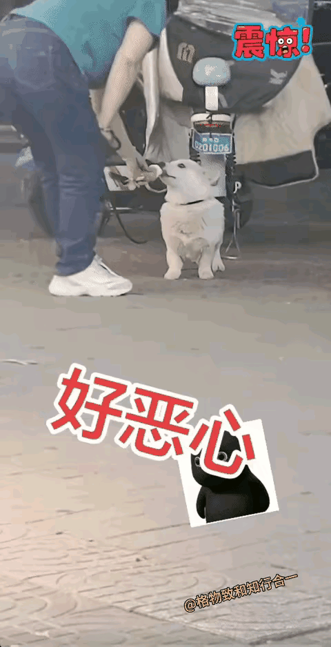 人狗同吃，令人作呕！人狗共吃这种事，实在让人难以忍受。就说那女人，拿着冰激凌先