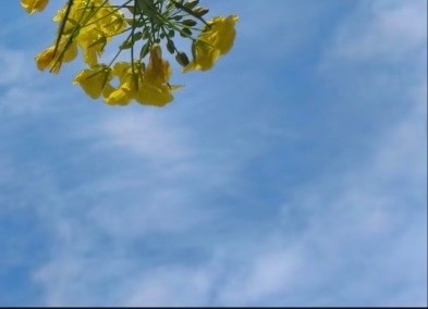 生活不论好坏，每天都是限量版，永远乐观自信，永远积极向上，别让世俗，淹没了生活的