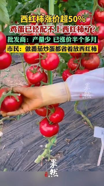 今早陪我妈去菜摊，她捏着两个西红柿站了五分钟，突然放下说：“这比鸡蛋贵3块，要不