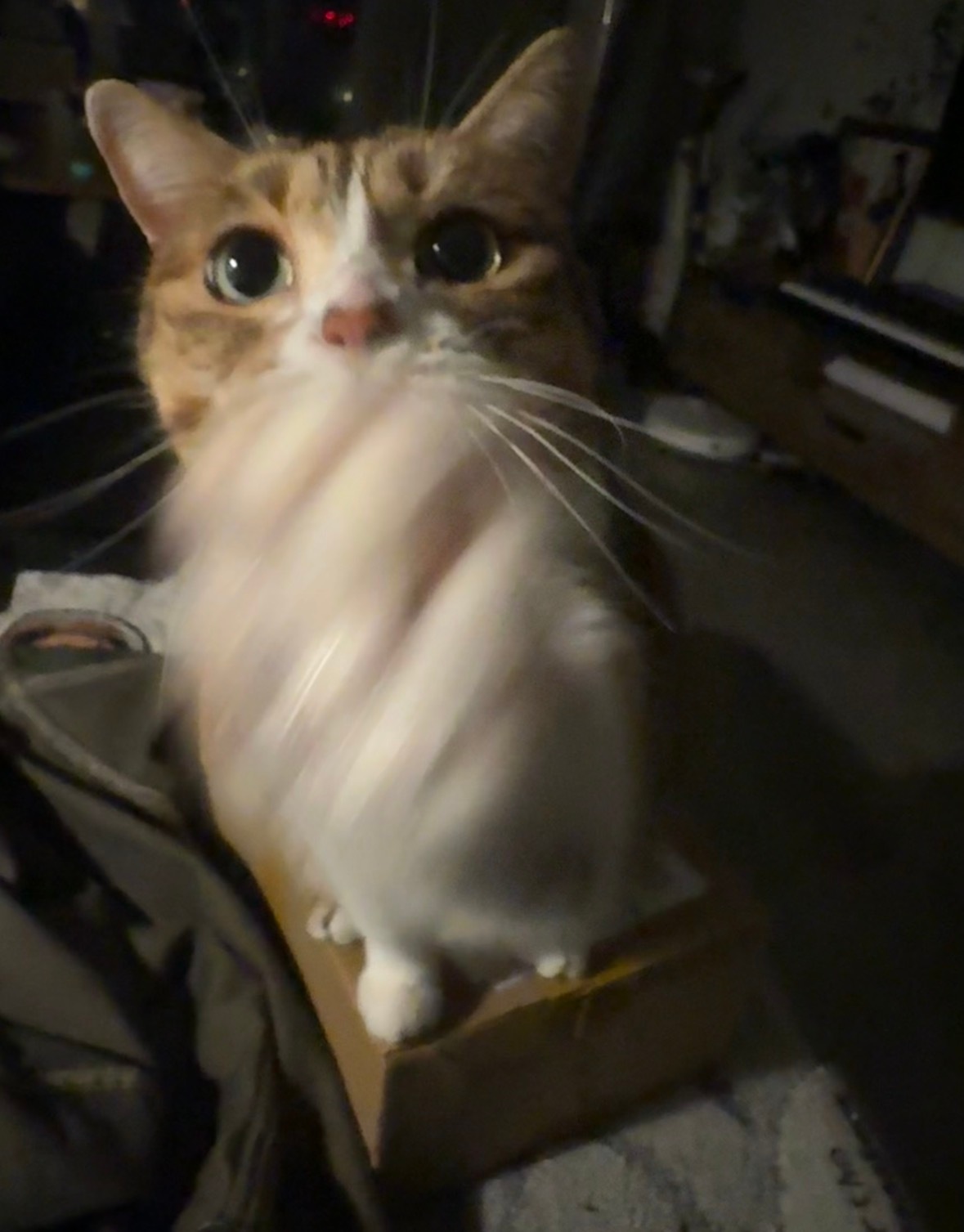 姐姐我想吃一根猫条佐以半只你的小臂​​​
