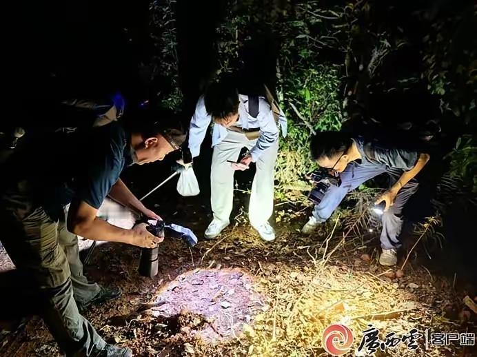 瞒了人类上百万年！2026年才被发现，这条蛇的骗术太绝了，有一条蛇，被天敌
