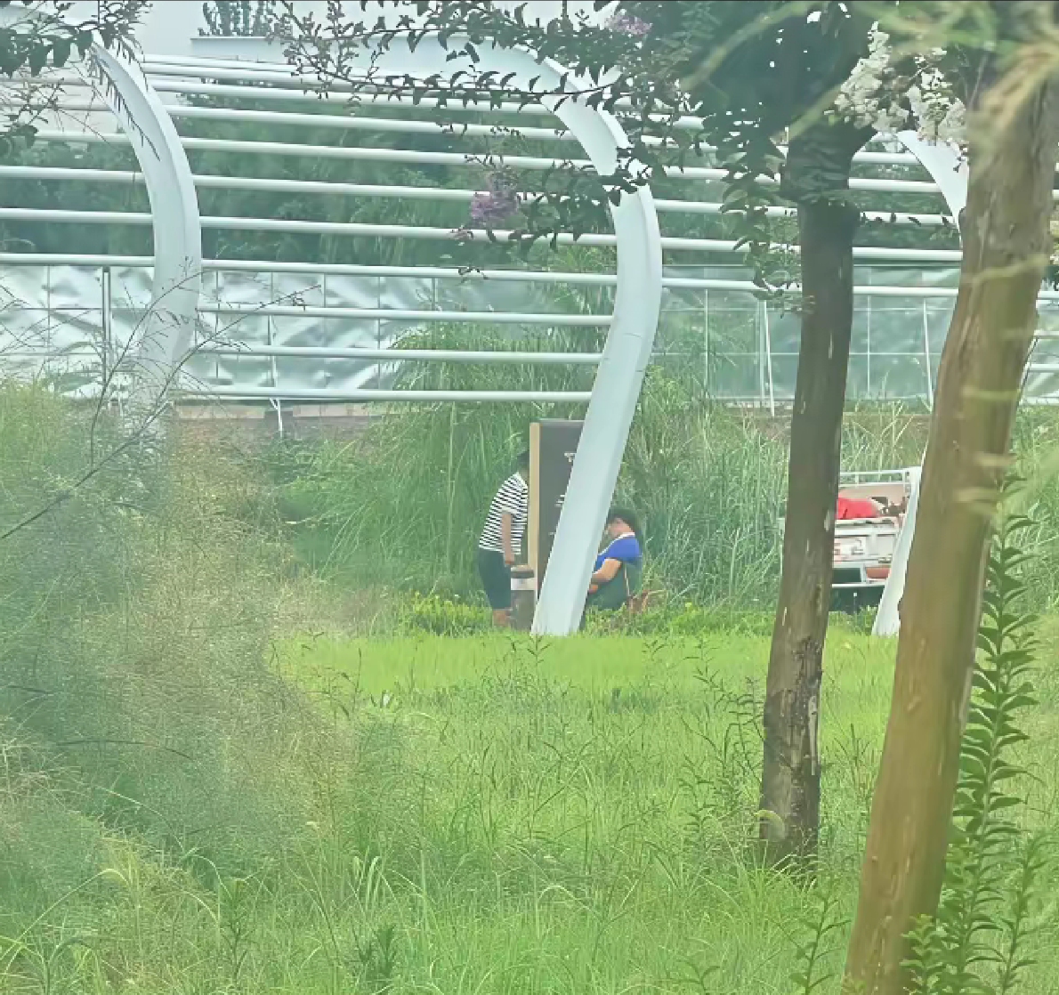 你俩在小树林里干嘛了？