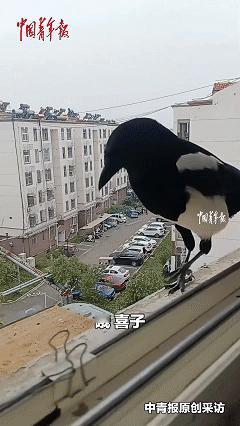 万物皆有灵！近日江苏徐州，有对小夫妻每到傍晚什么都不干，只守在窗户边向外眺望，每