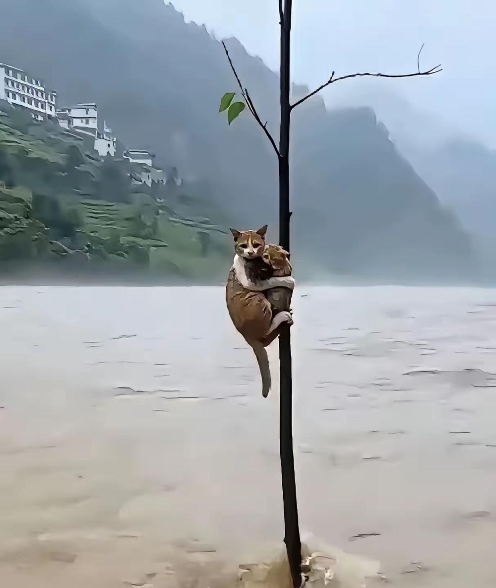 谁懂啊！刷到洪水里猫妈妈抱着俩娃死死抠住树干的画面，我盯着屏幕鼻子直接酸了。没