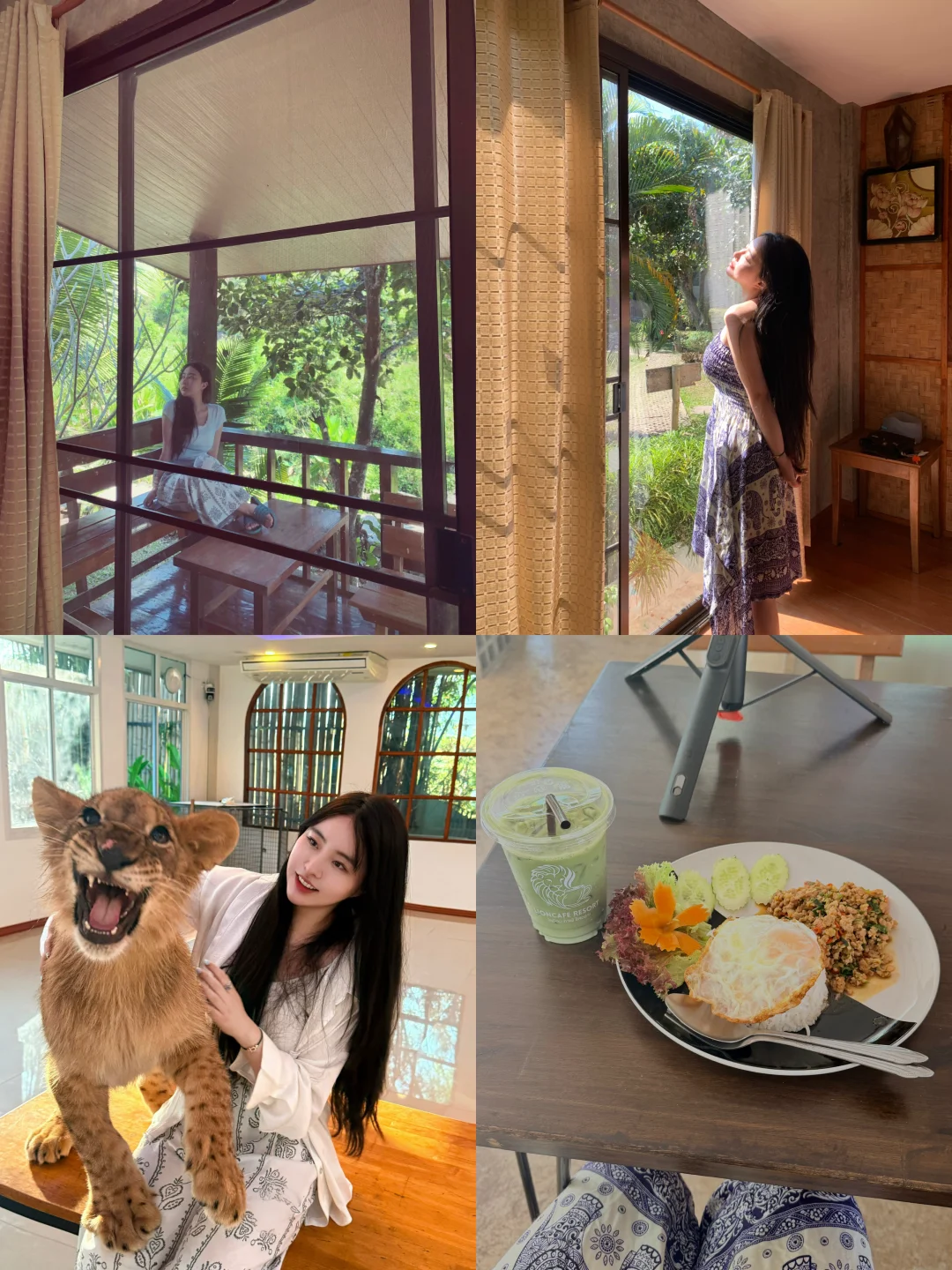 在清迈，我的邻居是只“大猫”🐾