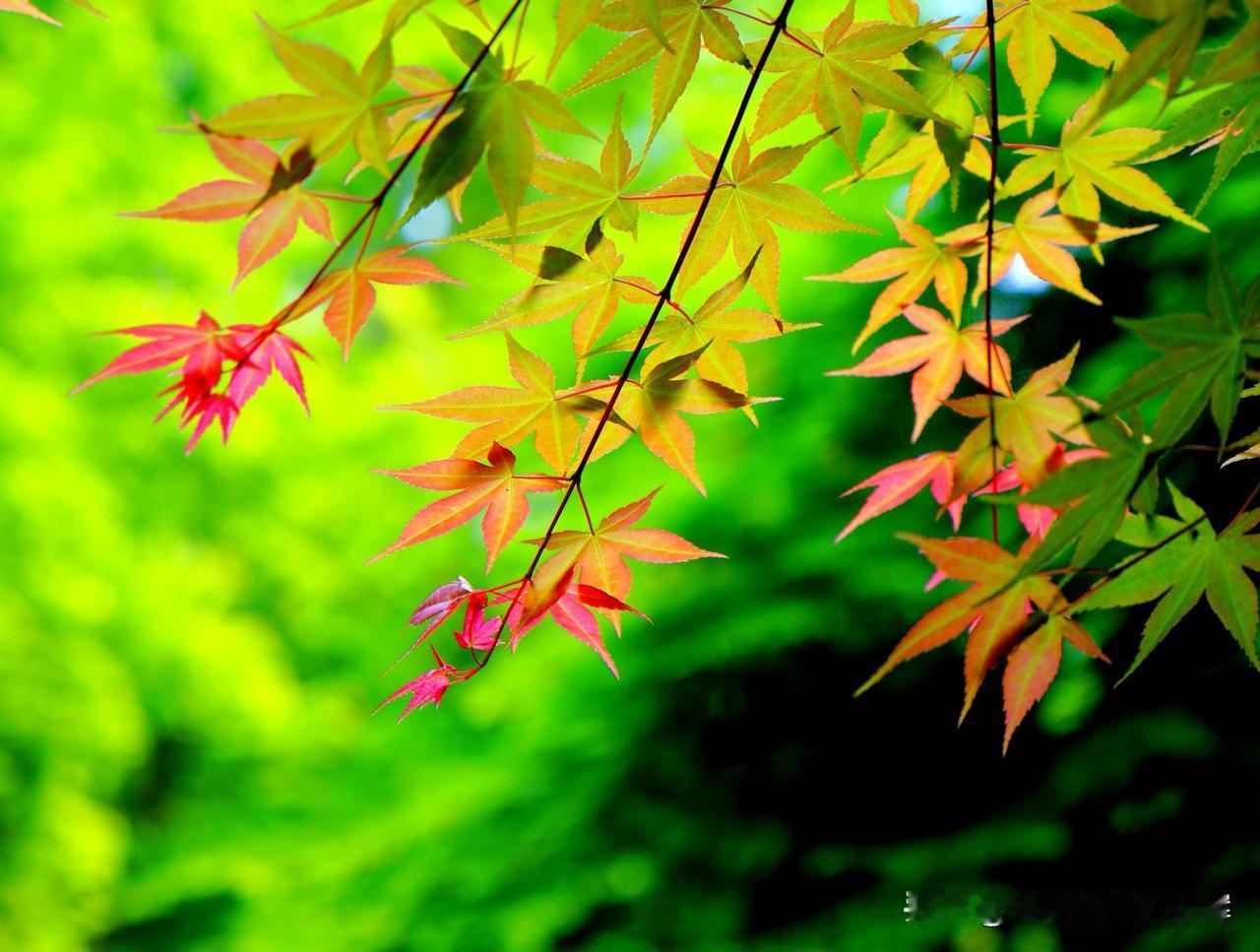 春日的枫叶枝头，新叶还带着鹅黄的软，叶尖却悄悄染了胭脂色，像藏了半分夏的热烈、半