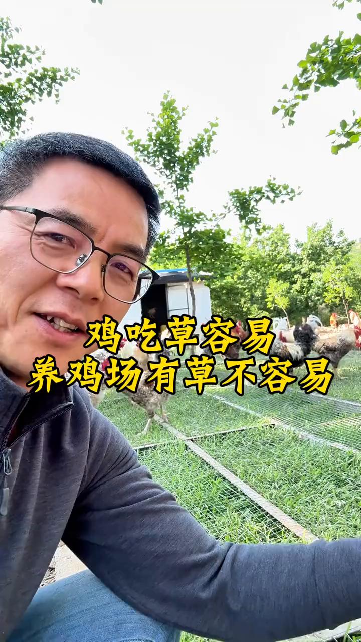 鸡吃草容易。养鸡场终于有草了，不容易。这下边种的是黑麦草，上面整了一层网，最根