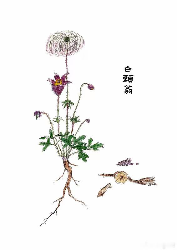 白头翁（中药）📌识图画中可以看到：紫紫色钟形花朵；花谢之后，会长出一团白色细丝