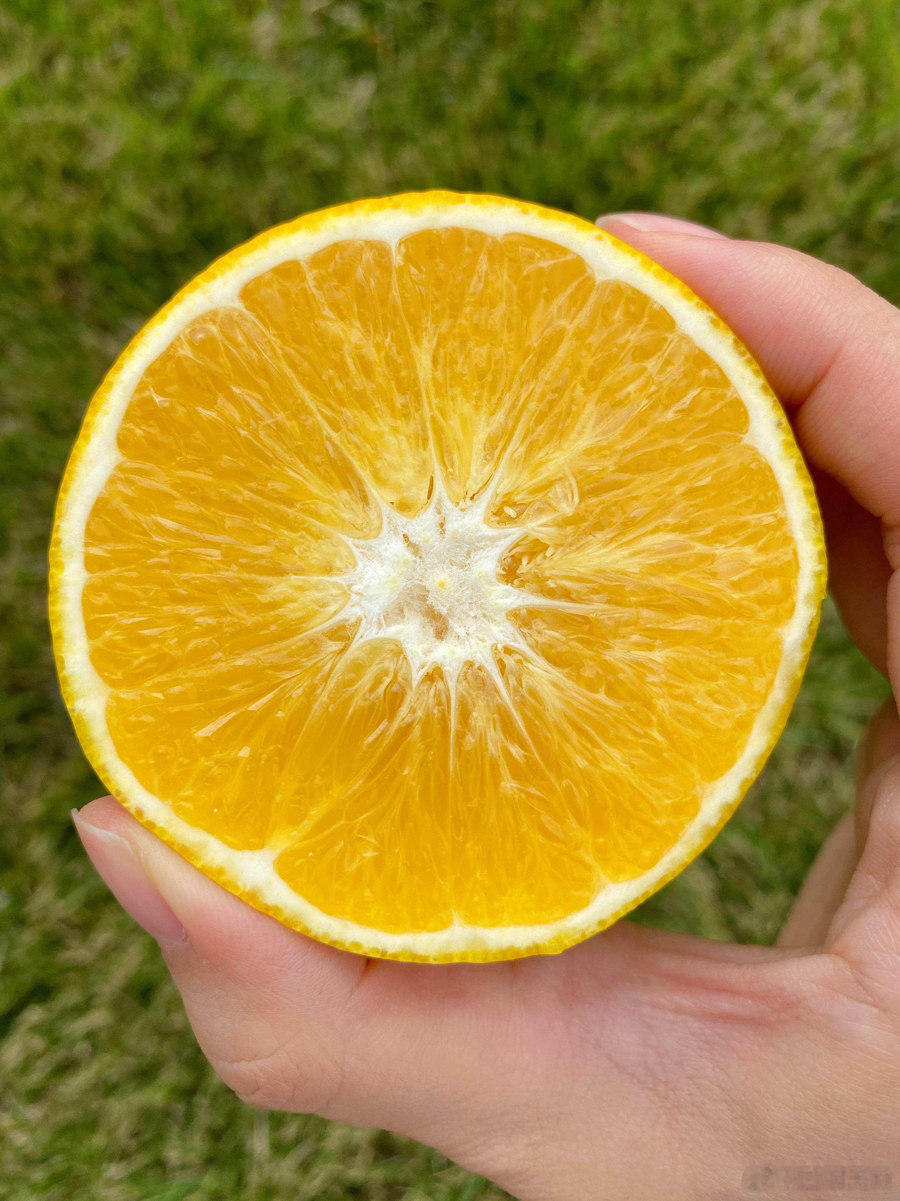 新平阳光橙最后几天，现在味道口感已经很好，皮薄多汁，清甜细腻，一直也都是热门橘子