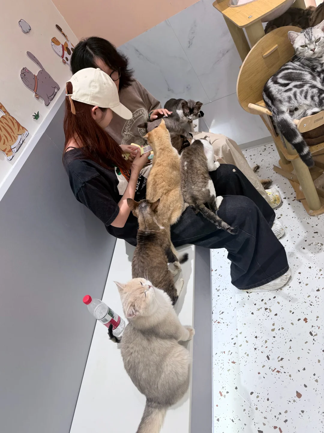 好多猫猫头