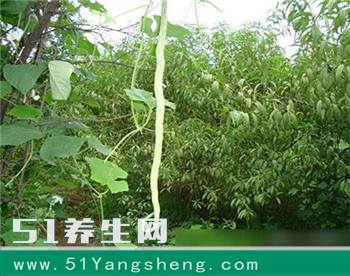 小伙进菜园, 见到这菜腿都吓软了!