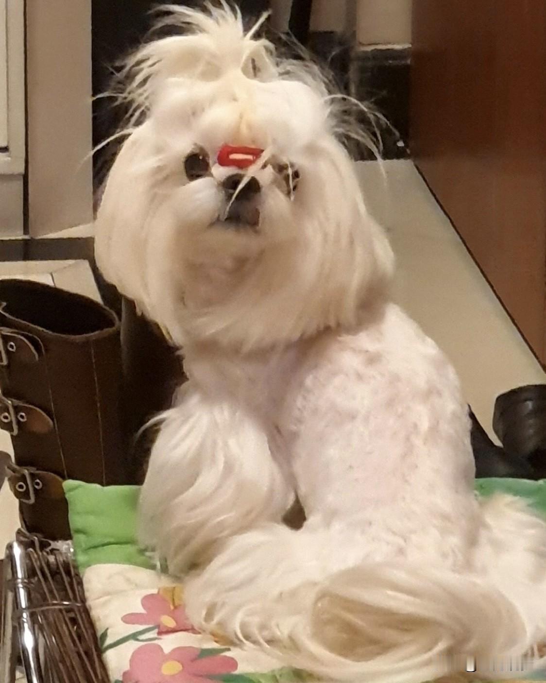 我家没养狗，但看到网友晒的狗狗照片，真是太有趣了。有个网友家里养了五只狗，全挤在