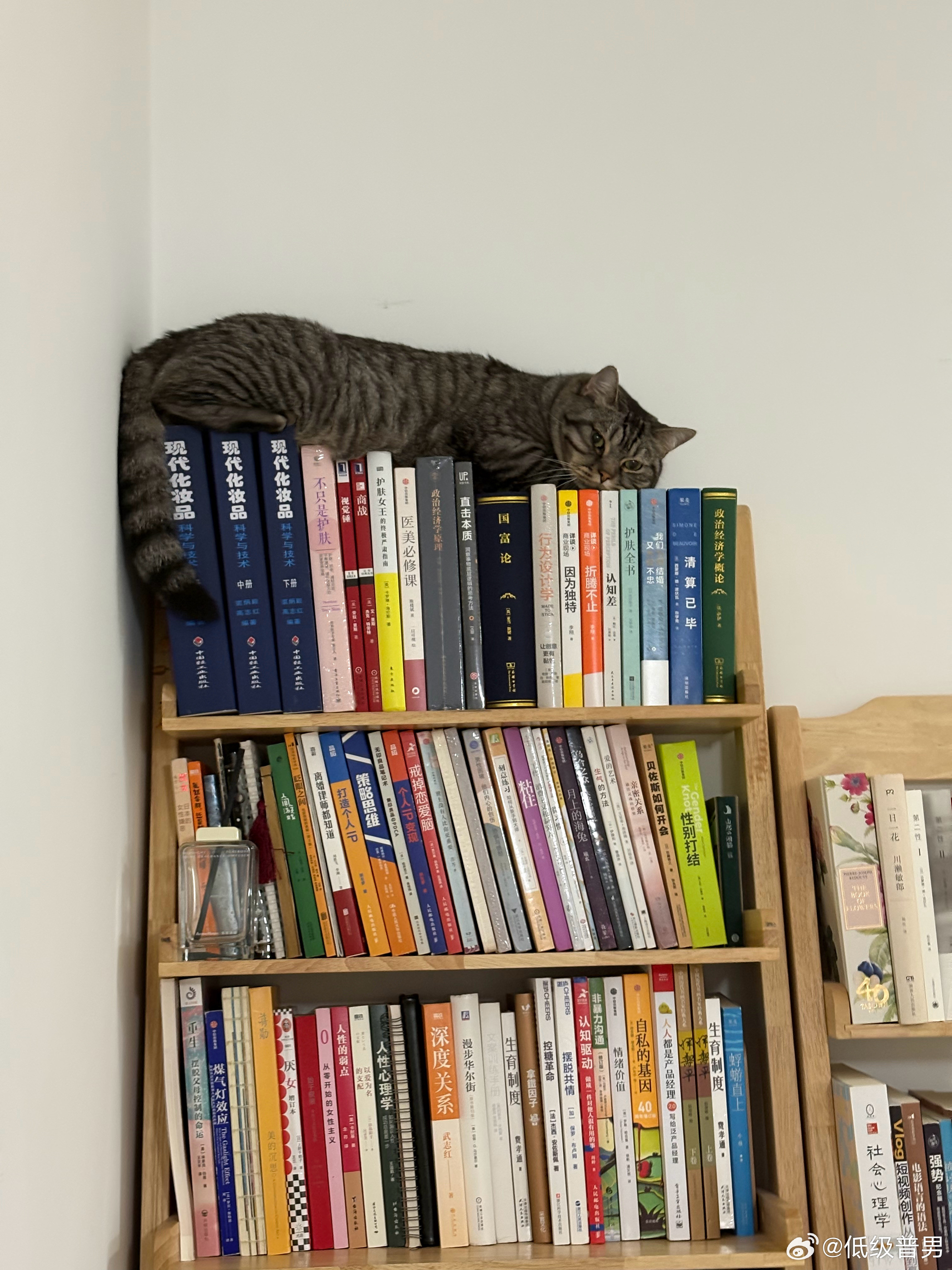 好喜欢学习的小猫咪