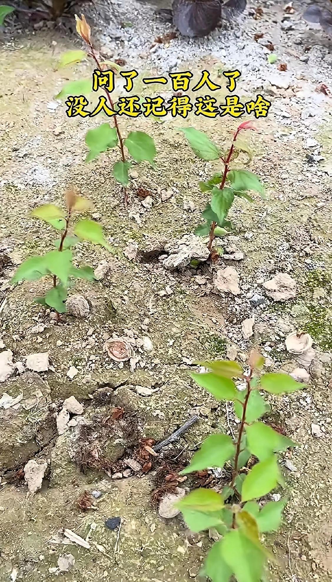 问了100个人，没人记得这是啥？来个高手，烦劳指点一下这是啥植物。