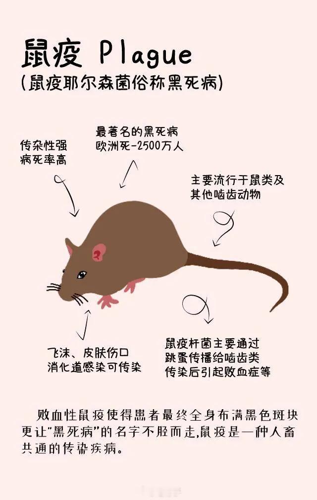 #笔骨子有事说事#⚠️#俄罗斯鼠疫#俄罗斯女研究员这事儿闹得沸沸扬扬，好多网友都在问：“鼠疫是不是又