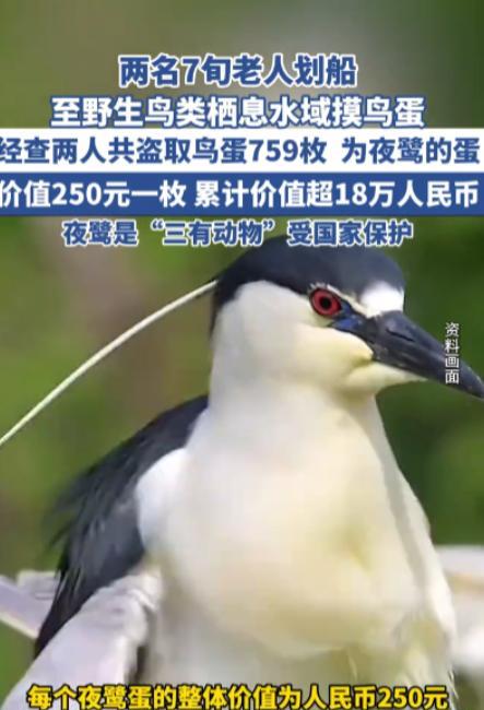 “还敢掏鸟蛋吗！”近日，浙江湖州，两位年过七旬的大妈划船到野外水域，摸走了759