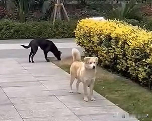 人不要脸，百事可为；法治社会，任性必惩！北京李女士遛狗不牵绳还怼邻居，采