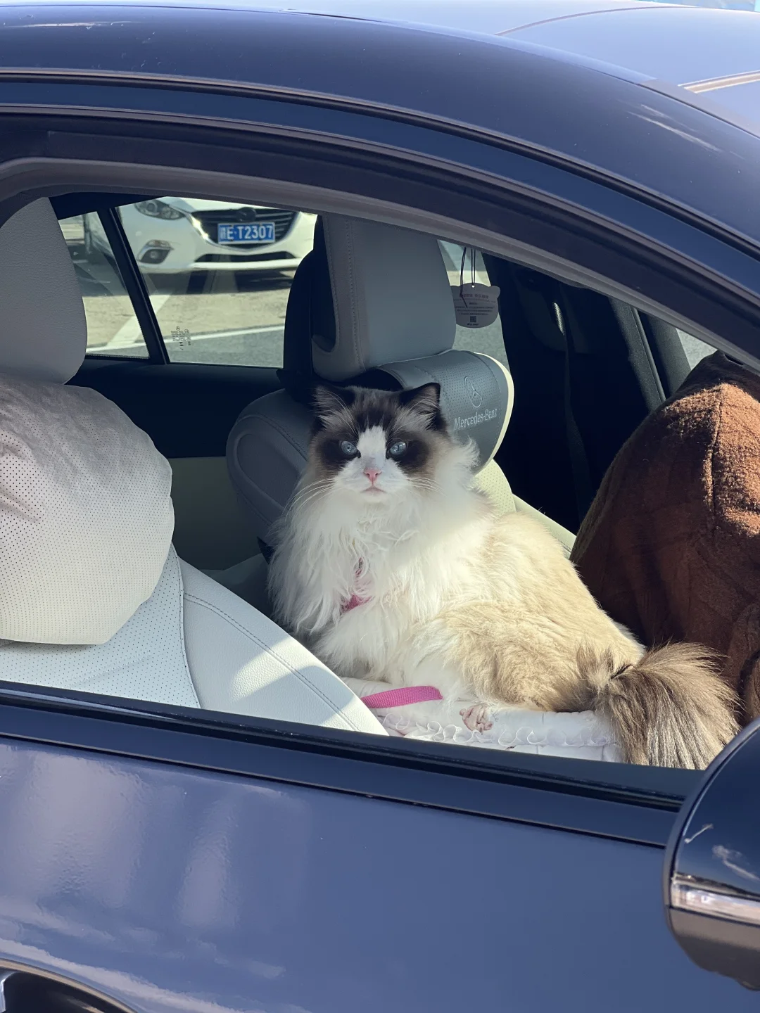 自驾1400公里带猫回家成功【上海➡️广州】