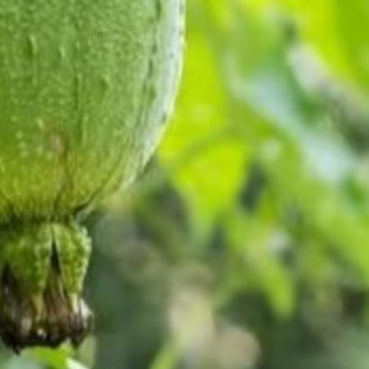 0000丝瓜的种植方法丝瓜适合春末4月播种，选用疏松肥沃、排水顺畅的土壤，提前深
