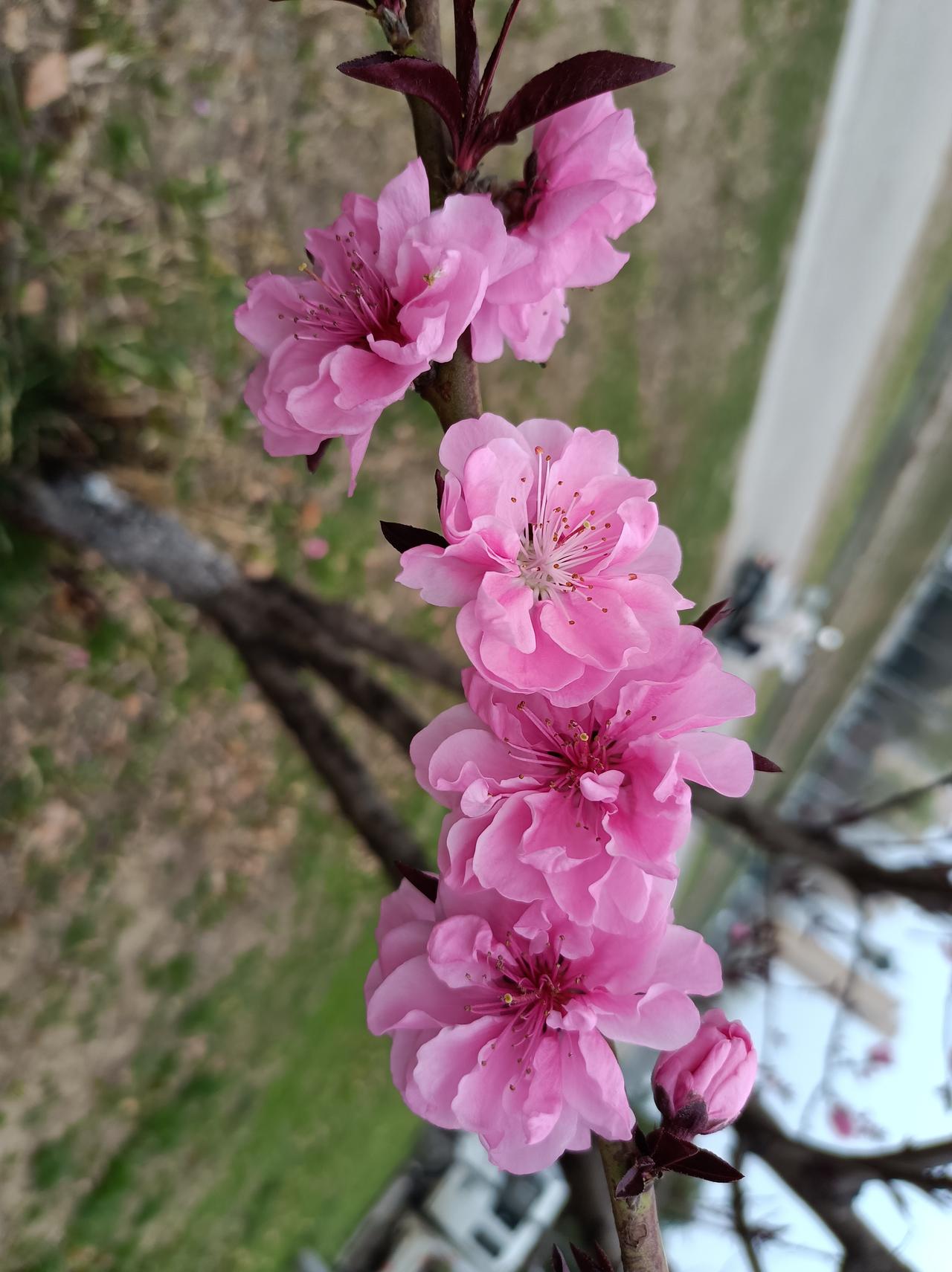 夏天里再看看春天的花，