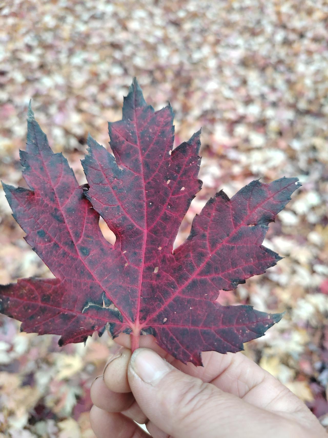 晒图笔记大赛秋天枫叶，夏日里丝瓜，夏日里的看果，秋日里的玉米，还有五颜六色的喇叭