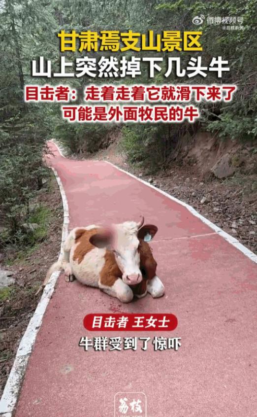意外还是发生了！甘肃张掖焉支山景区，多名游客正漫步山间赏景，头顶陡坡突然传来巨大