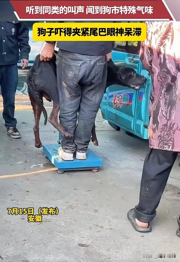咬人的狗还能养吗？这只大黑狗平时在家里飞扬跋扈，前两天因为护食把女主人给咬了。家