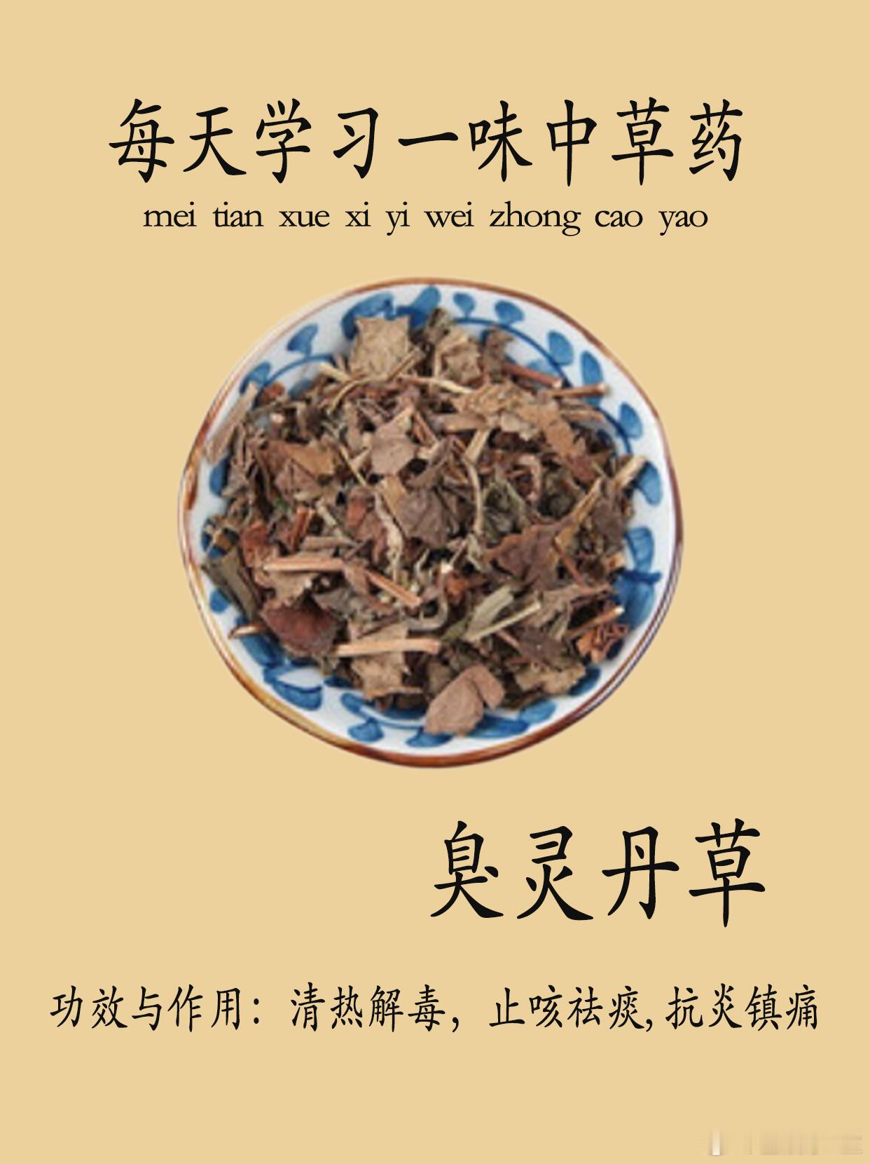 中医中药每天认识一种云南中草药|臭灵丹🌿云南俗称：臭灵丹🌿中药名：六棱