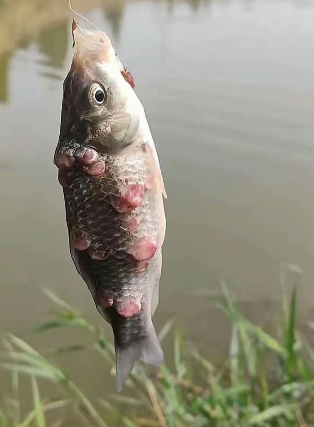 身上长花的鱼你见过吗一网友就去钓鱼，就钓上这么一条怪鱼，一提杆就觉得不对，跟以