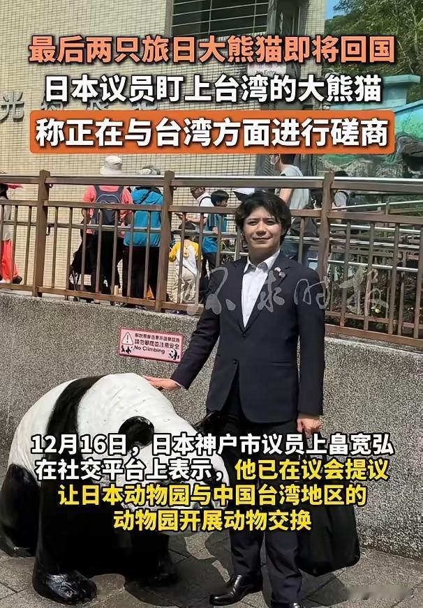 尽早收回台湾，台湾要把大熊猫“借给”日本了日本的两只大熊猫要回国了，以目前中日