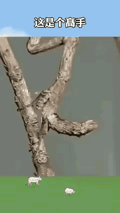 我就有个疑问，苍蝇看不出螳螂的颜色伪装，为啥趴在螳螂身上连它的温度也感知不到呢？