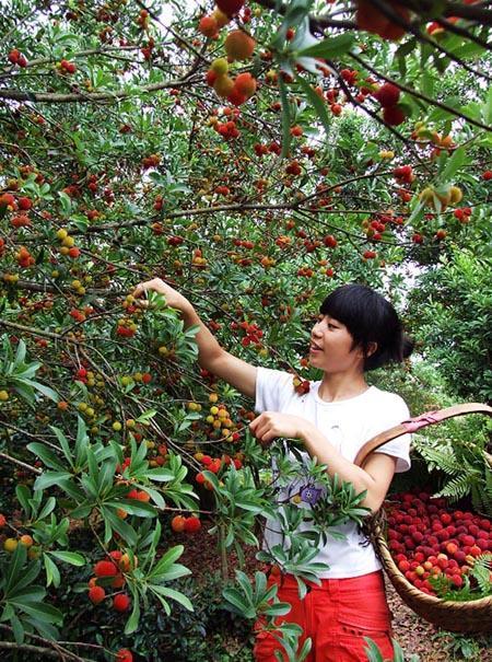 福建杨梅能放心买吗？会长说多数不用药，果农却在崩溃边缘…福建杨梅“泡药”事