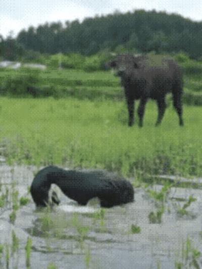 表情包别看块头不大，胃口可大着呢……