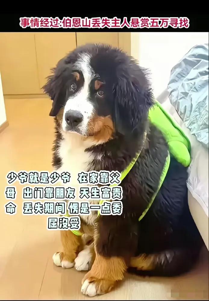 看了伯恩山犬的事，我只想说：但行好事、莫问前程，一切自有安排！天生富贵命的啾