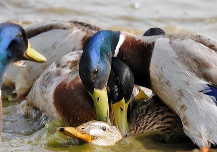 鸭子被评为世界上最卑鄙的动物，公鸭进化出40厘米长的螺旋状繁殖器官，对雌性强迫施