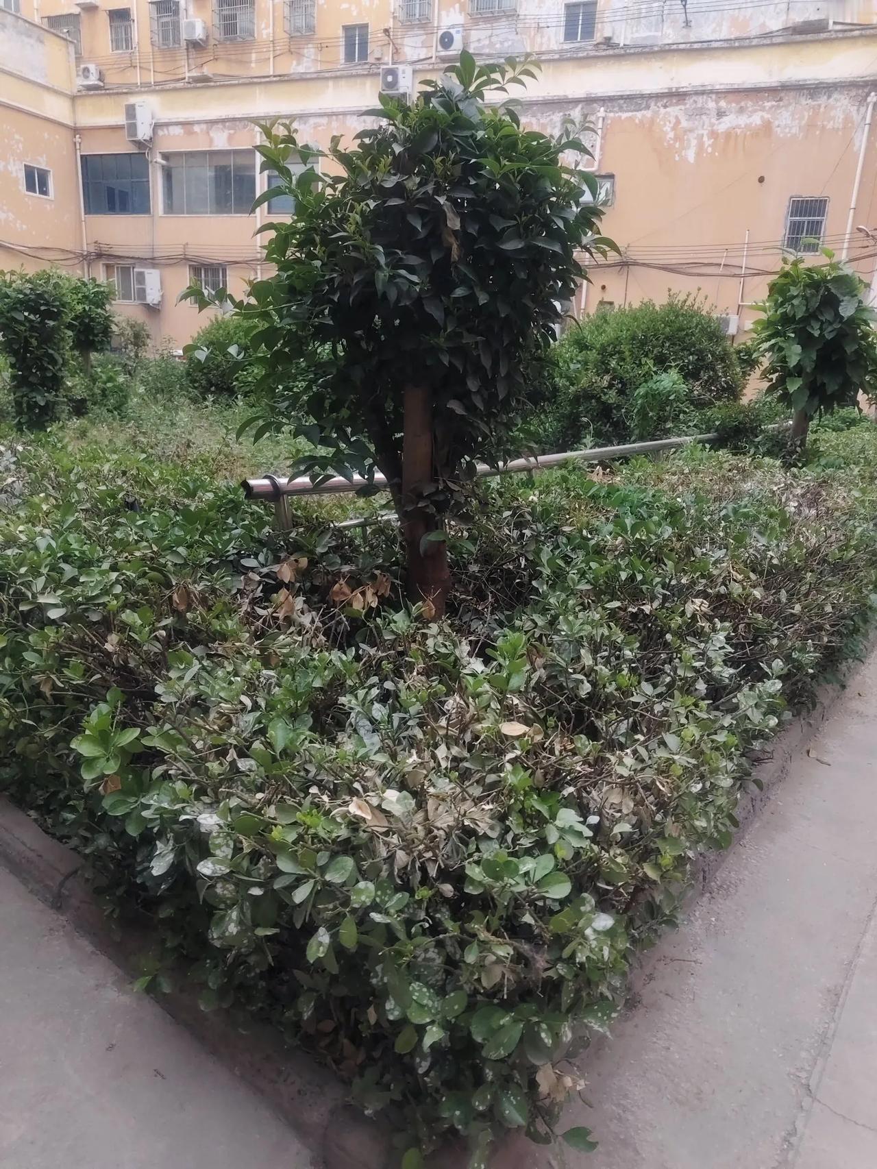 你们这儿的事业单位管理岗九进八开始了吗？是这样的，从19年起就有管理岗九进八这
