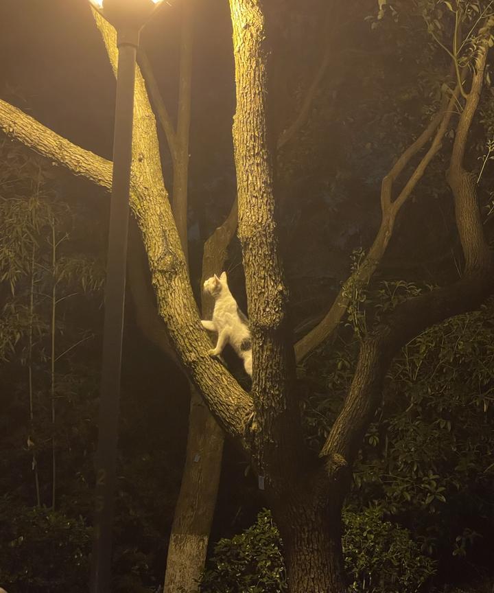 这只猫每天夜深人静时趴这棵树，我已经观察了好几天。现在是夜里十一点，这只猫还在