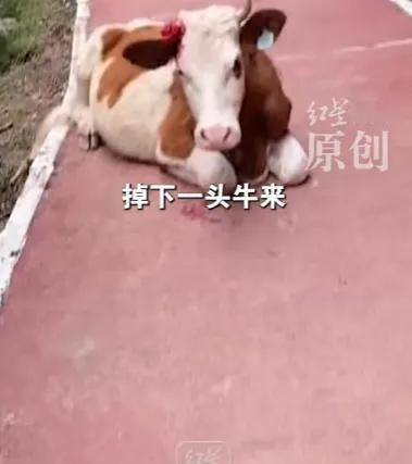 天降牛群！6月19日下午，甘肃张掖icon焉支山景区发生了一件稀罕事，一群牛从山
