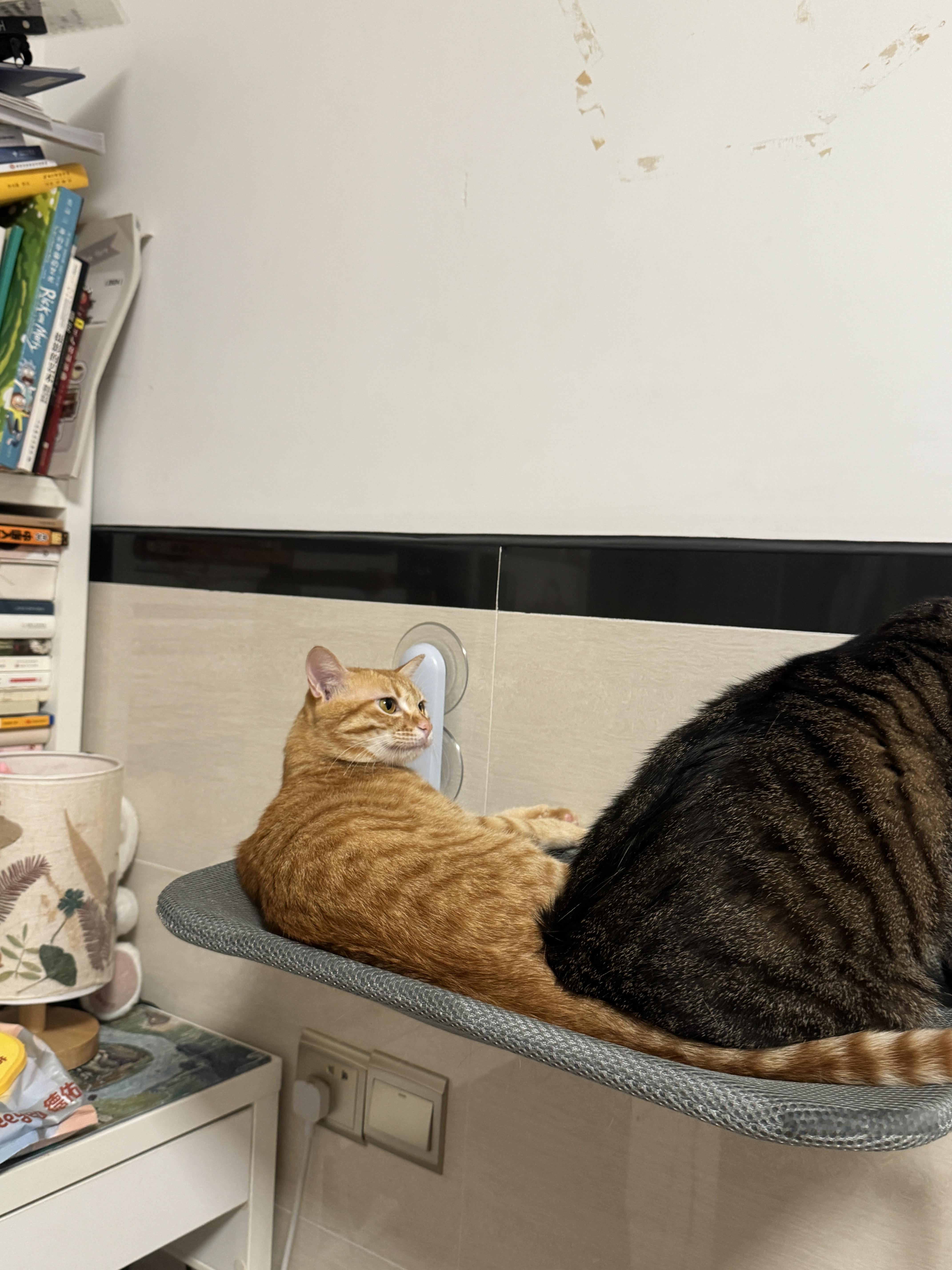 第一次在猫身上看到无语的表情 ​​​