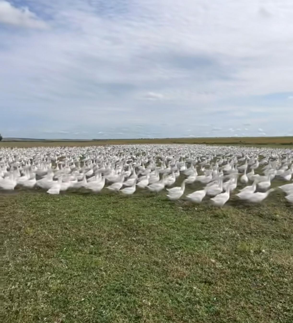 今天小雪节气，到了吃大鹅的季节～下雪后，大鹅几乎不怎么生长了，如果多喂养一天