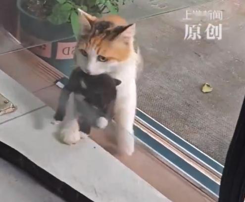 泪目了。云南昆明，一只警惕性极高的流浪三花猫，被店主连续投喂两年，始终不肯亲近他