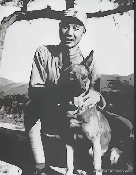1939年5月，八路军战士们攻下炮楼后，在废墟中发现了一条瘦骨嶙峋的德国黑背。这