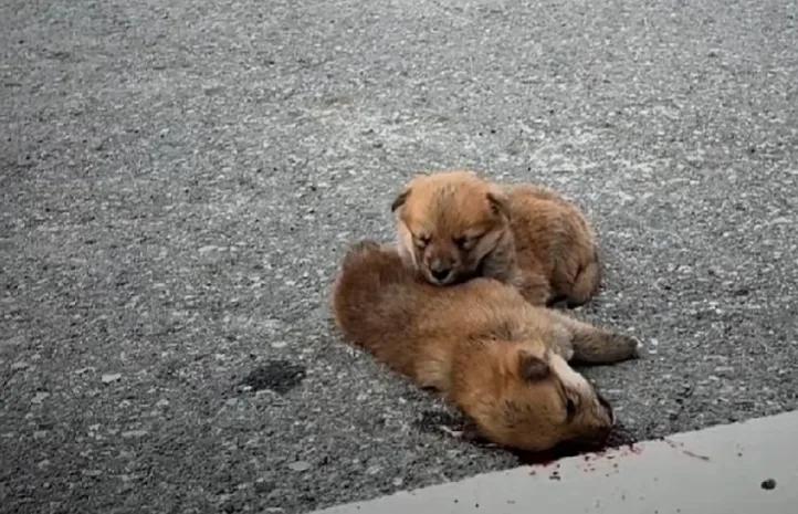 下班的路上，看到冰冷的路面上躺着一只被车压死的流浪狗，另一只流浪狗趴在它身上呜咽