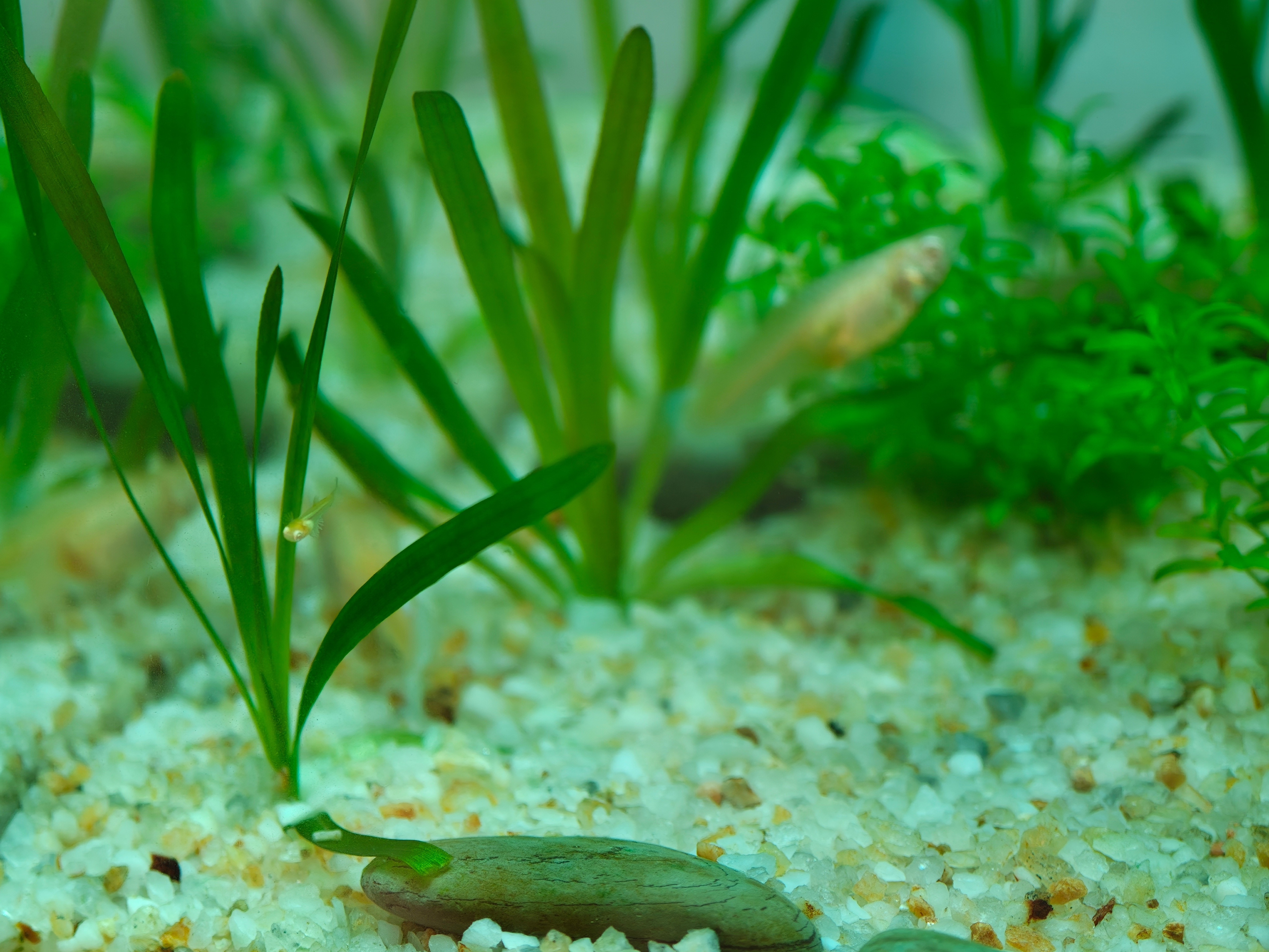 孔雀鱼这么能生的吗，刚买了还没一周就看到小鱼了