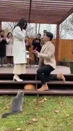 😂救命！年度最抓马求婚名场面诞生了！谁能想到，人类的浪漫居然被一只橘猫狠狠“截
