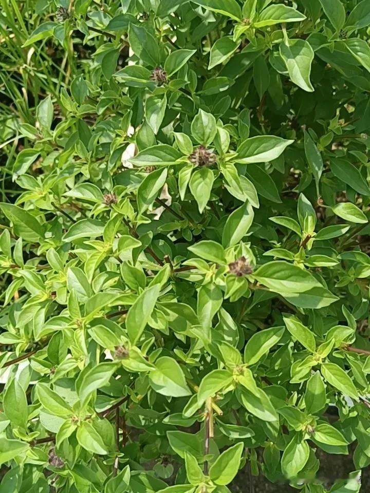 我在阳台上种了地椒、薄荷、芫荽、韭菜、葱和姜等等。说不上是什么精致园艺，就是几个
