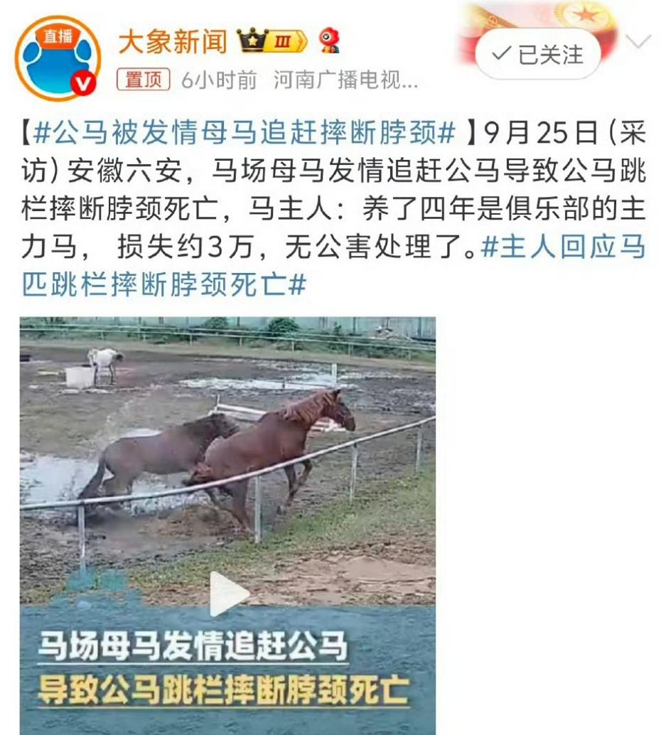 到底是公马还是母马？大象的想象力也太丰富了。