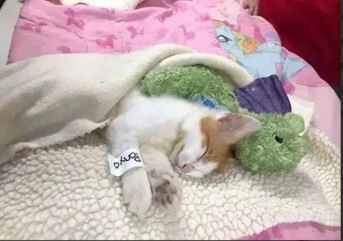 猫咪要做绝育，为了安抚猫咪情绪，医生把它最爱的玩具都给绝育了…国外一小猫咪到了绝