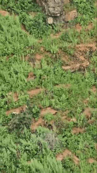 猴群组团啃玉米，农民伯伯欲哭无泪！保护动物闯的祸，损失谁来扛？玉米地传来沙沙响
